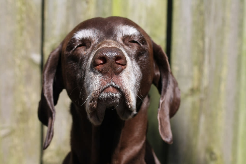 what causes dogs to get grey hair