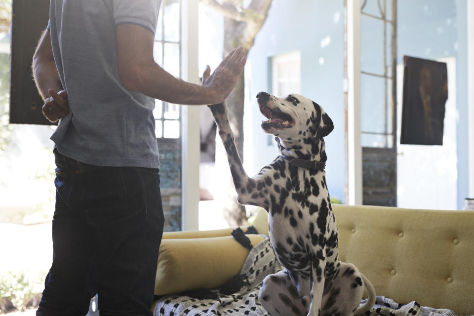 Hunde können offenbar Intentionen ihrer Herrchen einordnen (Symbolbild: Getty Images)