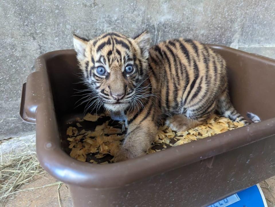 Imagine cleaning this kitty litter container. Zoo Miami’s newborn Sumatran tiger cub at six weeks in October 2023.