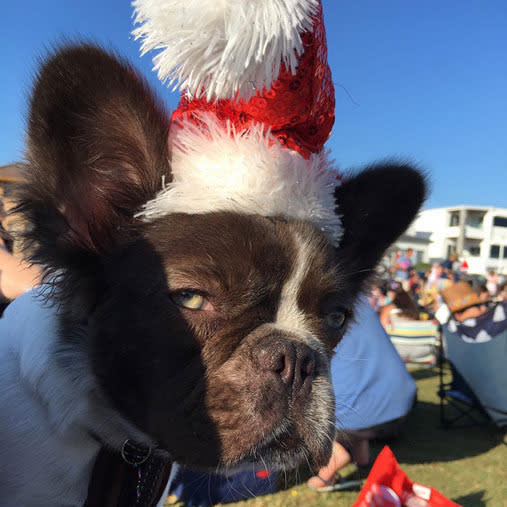 15 furry friends who do not share your Christmas spirit