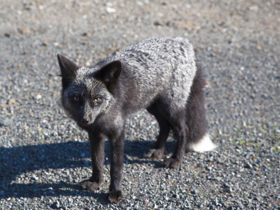 For the rare genetic mutation to appear, both of the fox's parents must carry the recessive melanic gene which affects the fox's coat (iStock)