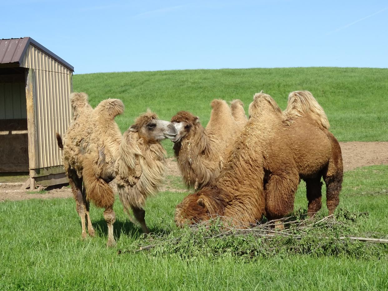 Bactrian camels Gobi, Lolli and Shu-Shu munch on elm browse at The Wilds. The browse is collected by AEP's forestry department for animals at the Caldwell conservation park.