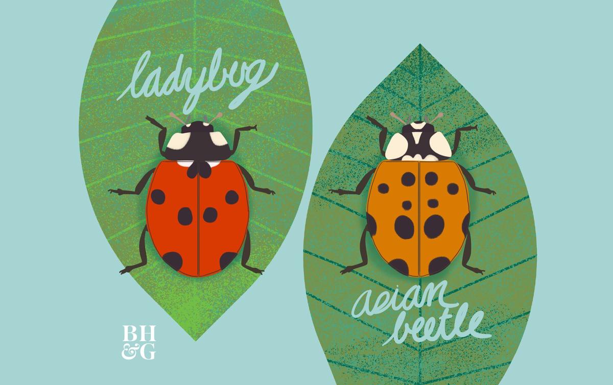 Good Ladybugs And Bad