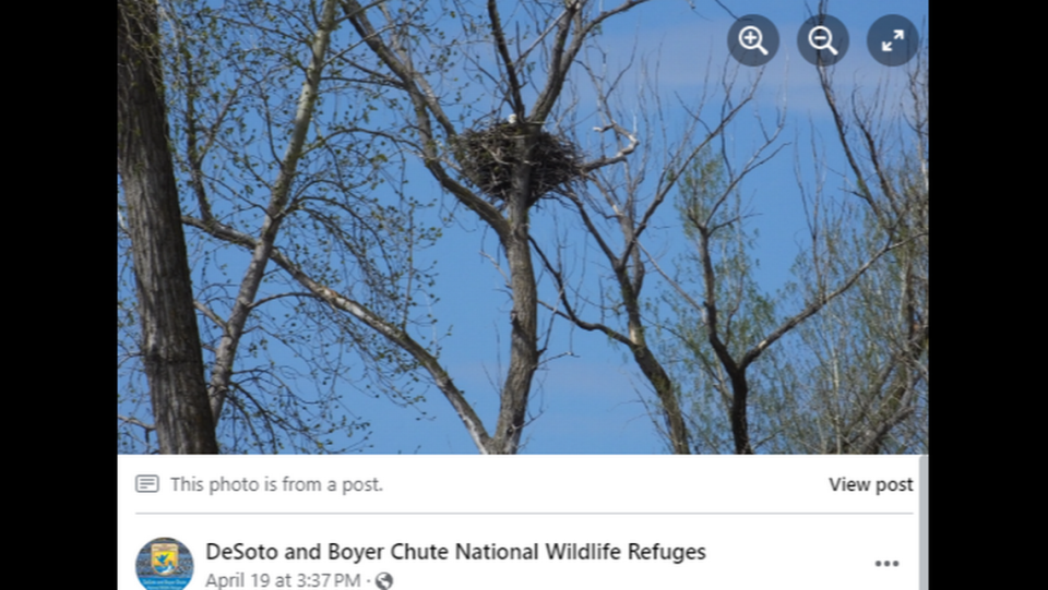 The bald eagle’s nest.