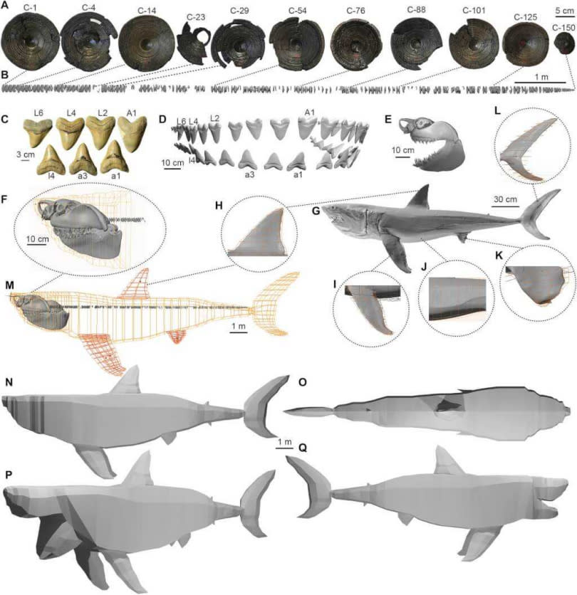 科學家透過掃描巨齒鯊的脊椎、牙齒化石和大白鯊全身，還原出巨齒鯊的樣貌。（圖取自科學先端網頁science.org）