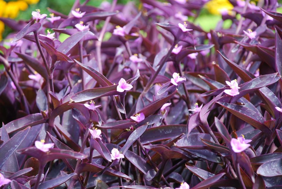 purple heart plant growing guide