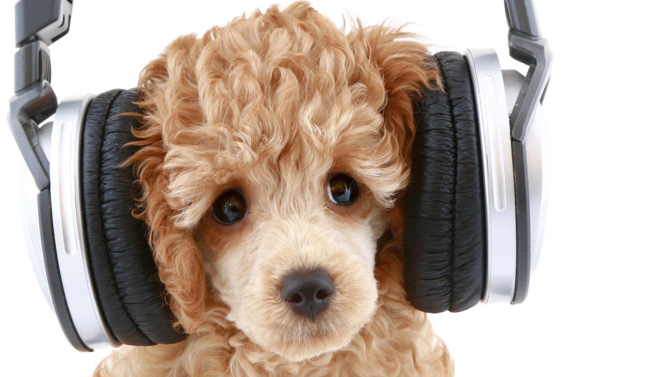 Poodle wearing headphones