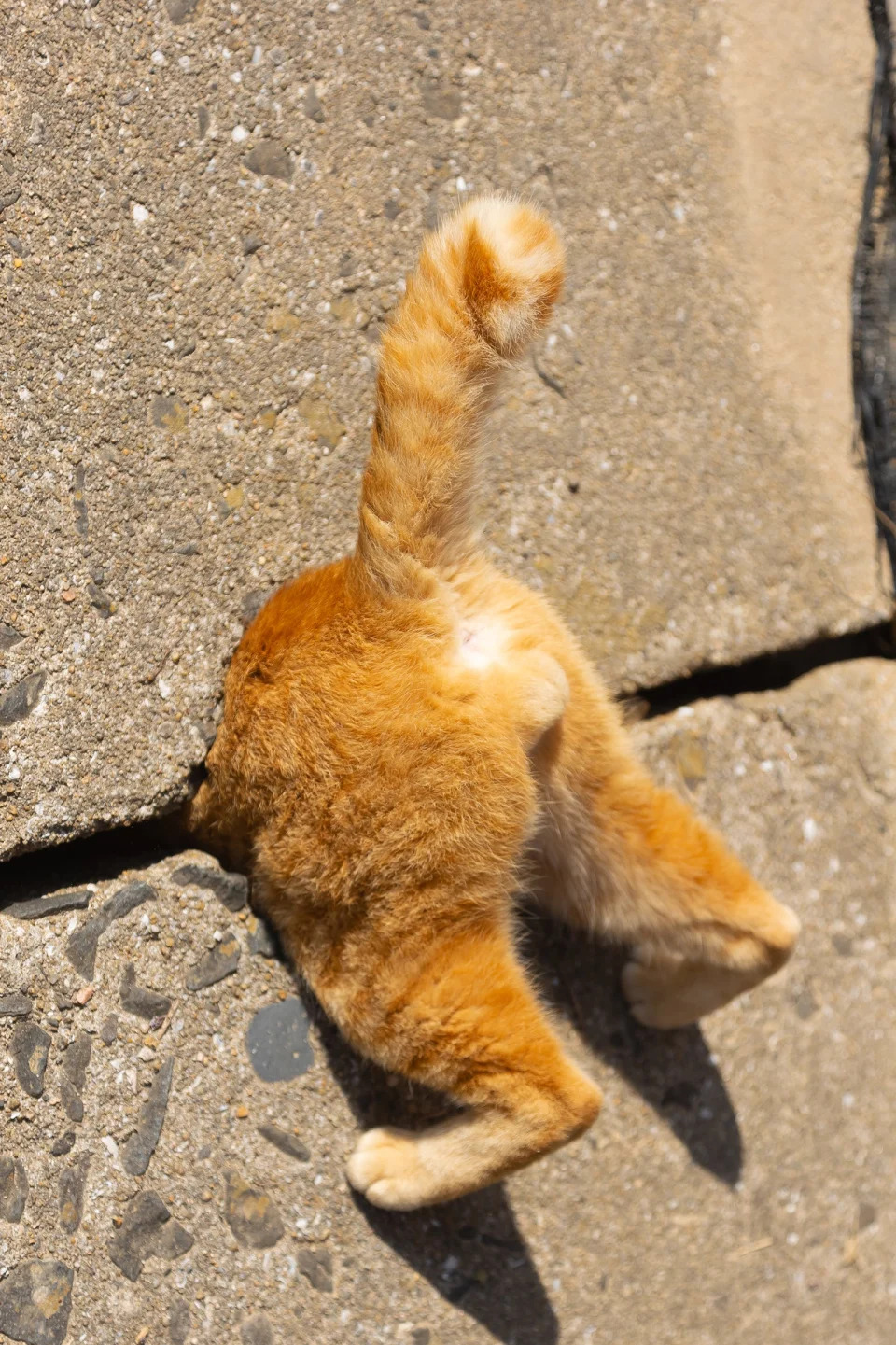 A cat stuck in a wall