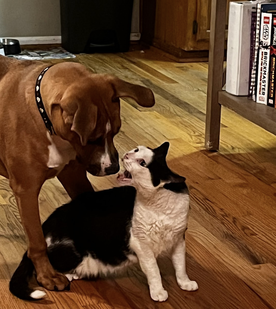 A dog and cat close together, the cat is looking up to hiss at the dog