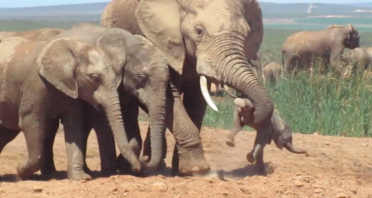 Two females tried to defend the poor youngster (Caters)