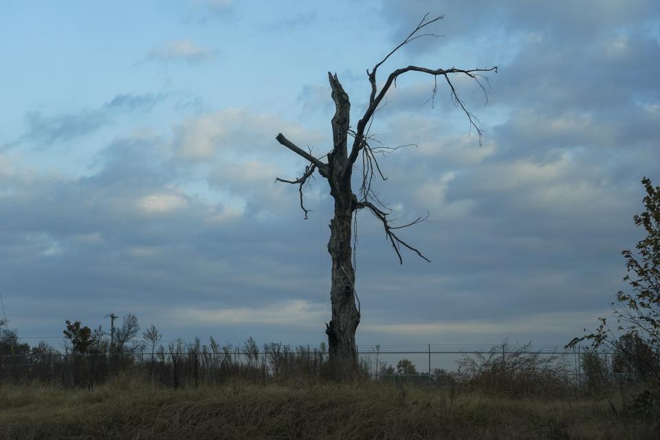 A storm-damaged tree stands Thursday, Nov. 9, 2023, in Mayfield, Ky. (AP Photo/Joshua A. Bickel)