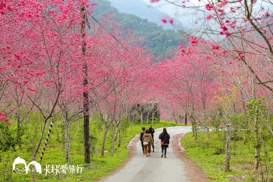 棲蘭 達漾咖啡後方山坡櫻花林