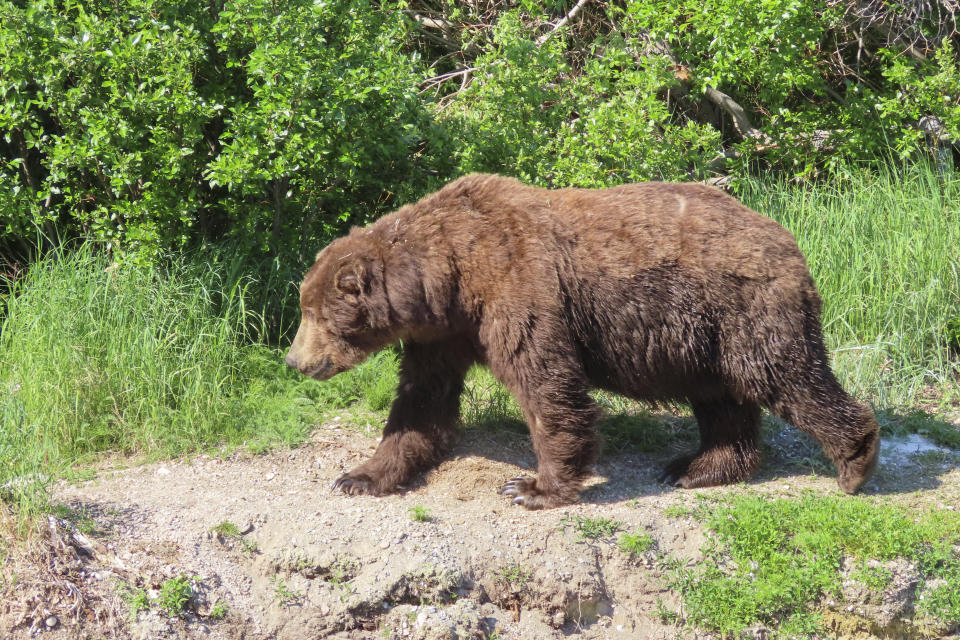 Online voting in Alaska's Fat Bear Week contest starts after an attack