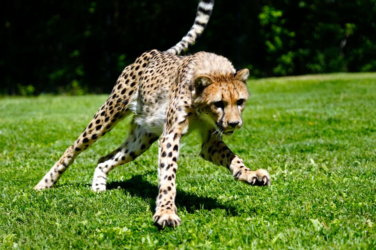 The Enquirer visited 2-year-old cheetah Rozi and her dog companion, Daisy. The pair were introduced as babies and still spend a lot of time together.