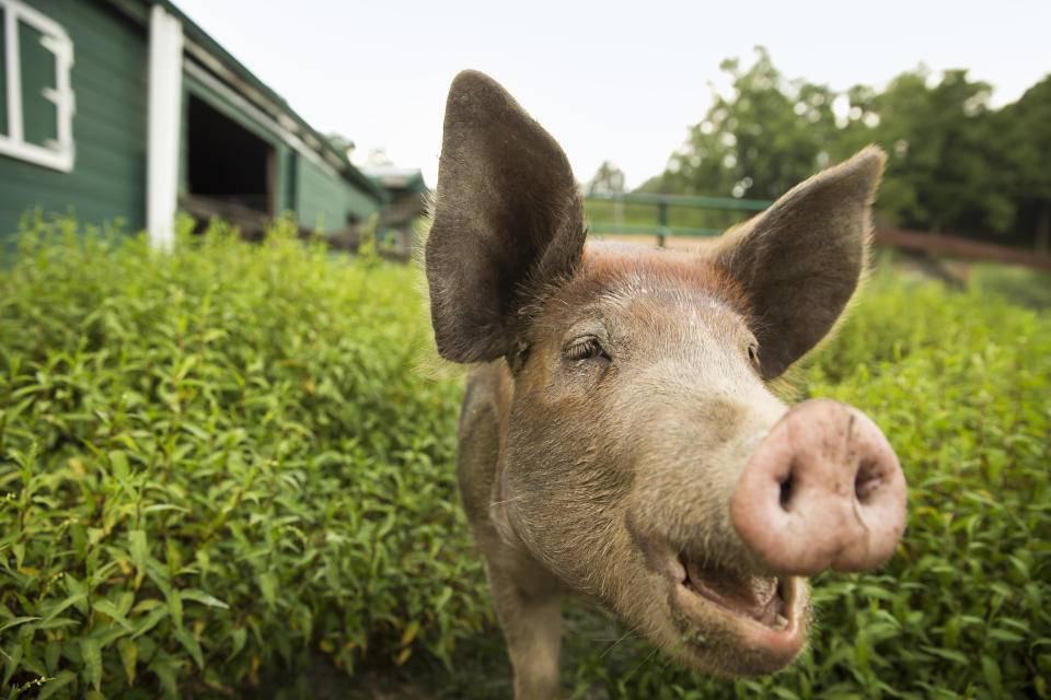 An organic farm in the Catskills. A pig.