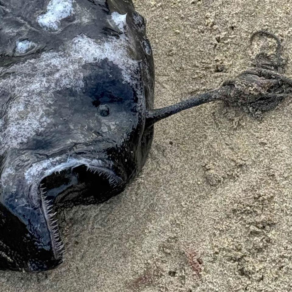 Pacific footballfish are known to live thousands of feet below the ocean surface and use a bioluminescent light above their heads to lure in prey.  / Credit: Seaside Aquarium