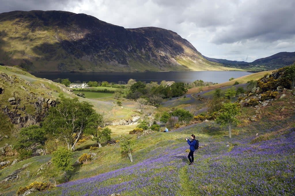 Bluebells in the Lake District (PA Wire)
