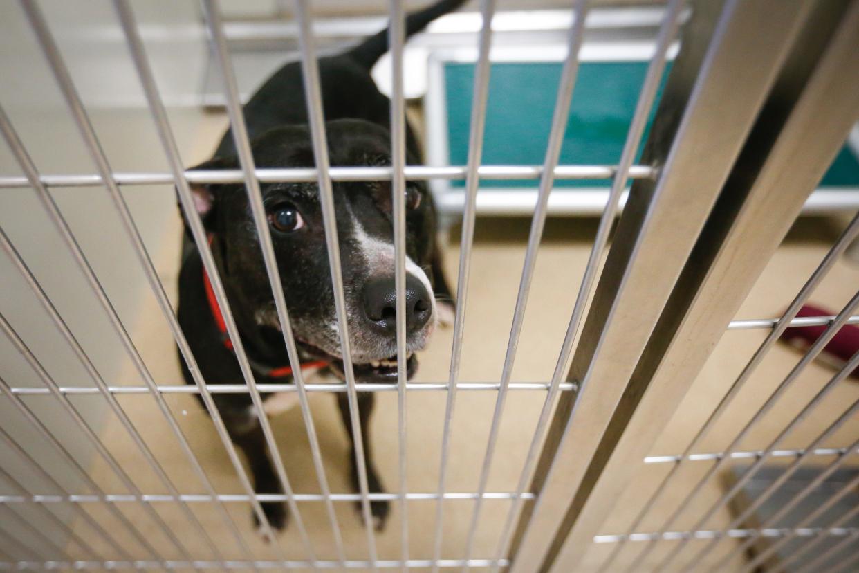 A black dog "smiles" for the camera at the Humane Society of Southwest Missouri on Black Friday, on Nov. 25, 2022. For Black Friday, the humane society ran a special on certain animals. All cats six months and older and all black senior cats had an adoption fee of $1. All dogs six months and older and black senior dogs had an adoption fee of $50.