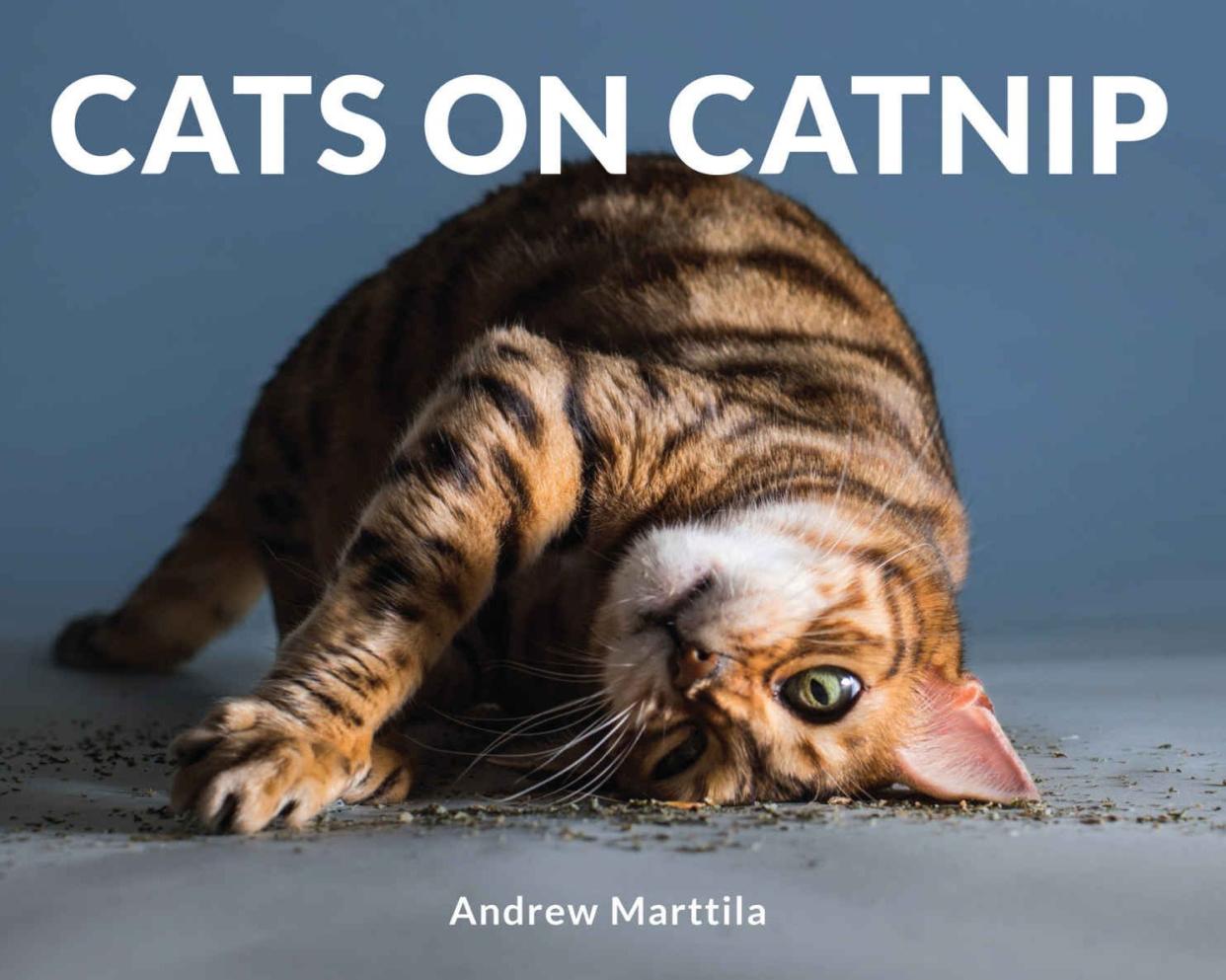 Cats on Catnip 