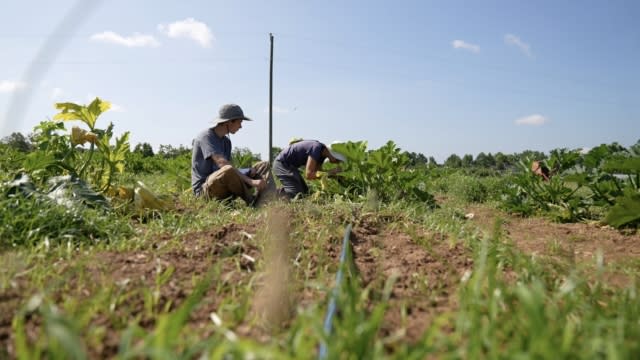 University of Georgia students working on an organic farm.