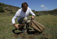 Les Ansley collects fresh elephant dung in the Botlierskop Private Game Reserve, near Mossel Bay, South Africa, Tuesday, Oct. 24, 2019. The makers of a South African gin infused with elephant dung swear their use of the animal’s excrement is no gimmick. The creators of Indlovu Gin, Les and Paula Ansley, stumbled across the idea a year ago after learning that elephants eat a variety of fruits and flowers and yet digest less than a third of it. (AP Photo/Denis Farrell)
