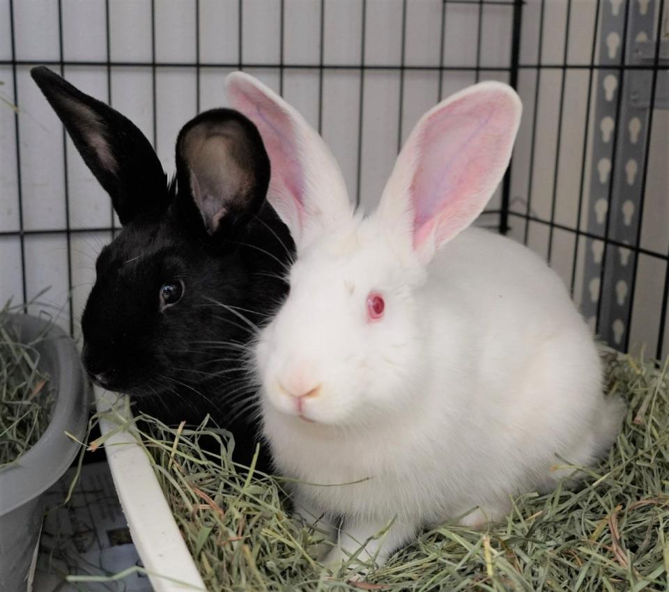 Peter, left, and Cotton Tail