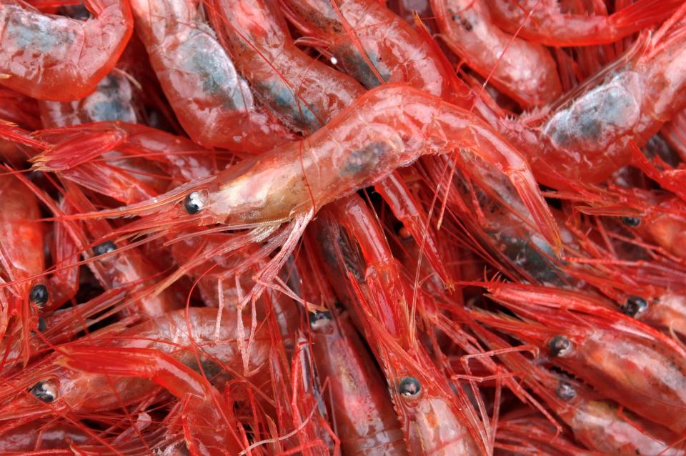 Northern shrimp lie in a pile aboard a trawler in the Gulf of Maine. The federal government is canceling a research survey about New England’s imperiled shrimp fishery because of challenges caused by the coronavirus pandemic.