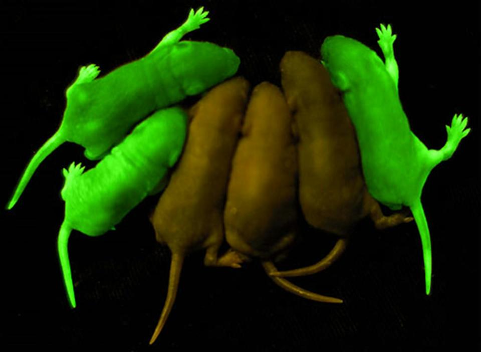 Ratones transgénicos flourescentes junto a otros ejemplares de color normal. Andras Nagy