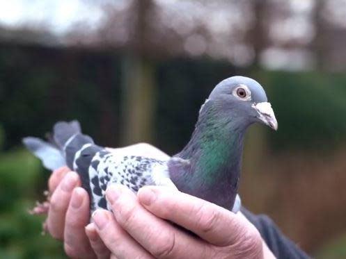 Belgian racing pigeon sells for record-breaking £1.07m