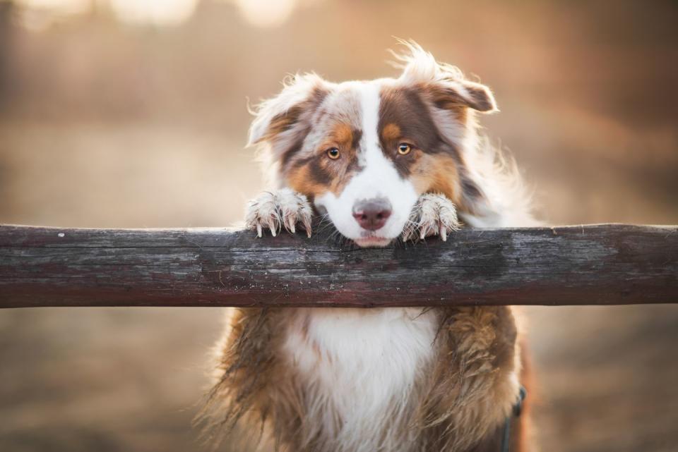 Australian Shepherd