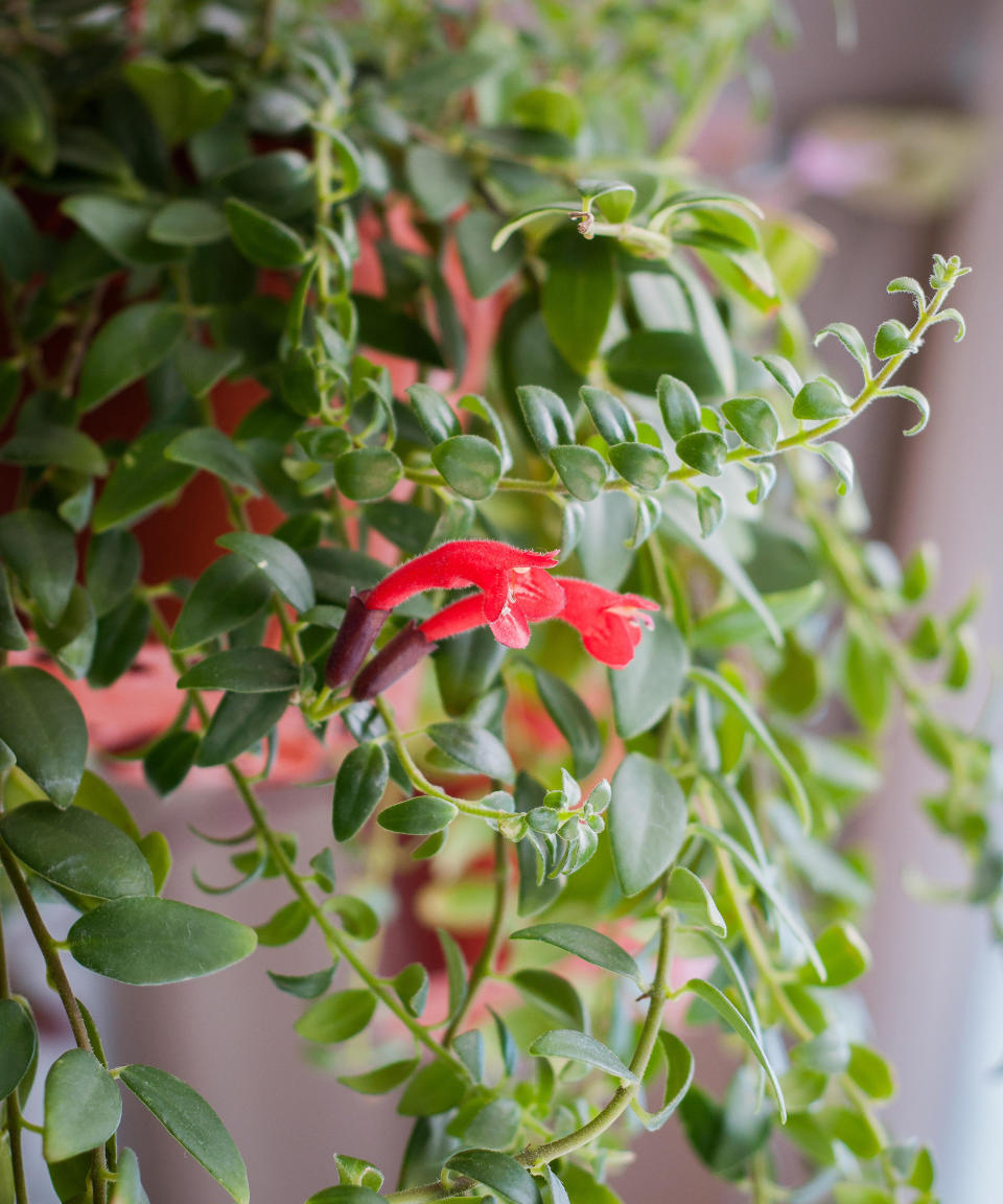 1. Lipstick Plant