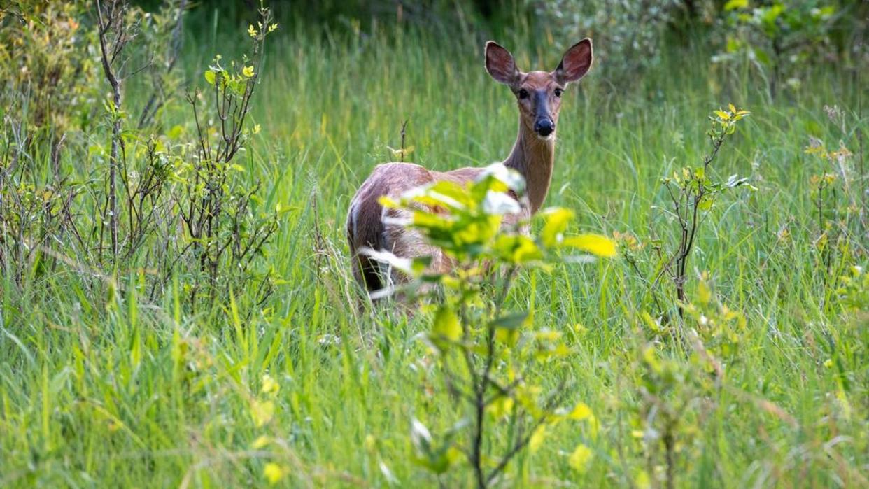 <div>(Photo courtesy Matthew Clara via Michigan DNR)</div> <strong>(© Copyright 2023 State of Michigan)</strong>