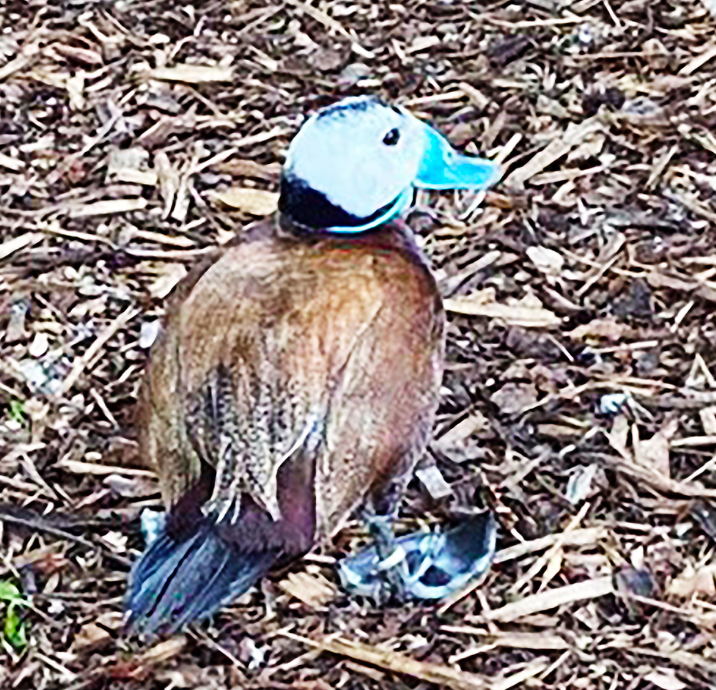 A white-headed duck at St James's Park has a blue rubber band caught around its neck which could cause problems feeding and breathing. (Royal Parks)