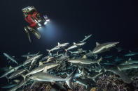 <p>In total, this set of images required 21 weeks of diving, day and night, spanning four years and taking 85,000 images. (Photo: Caters News) </p>