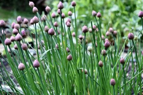 Chives