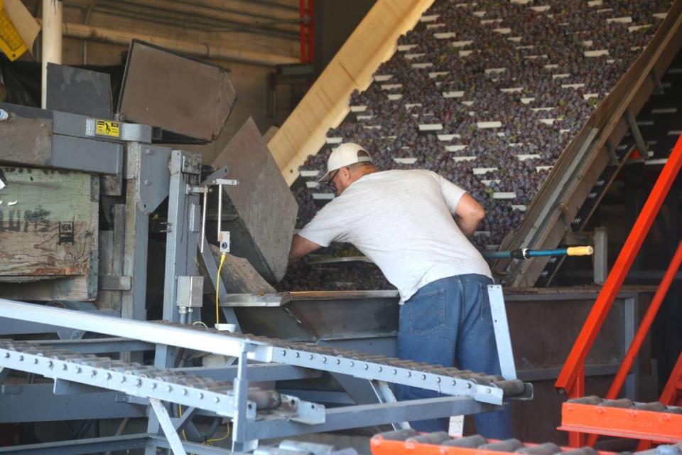 A worker fishes leaves and stems out of a conveyor belt carrying plums at Symms Fruit Ranch in Caldwell.