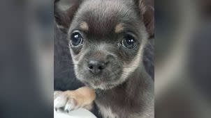 Fudge, the beloved chihuahua puppy that was taken by a crow. Photo: 7 News