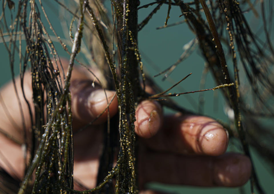 Ahuautle, también conocido como caviar mexicano, es cosechado de agujas de pino en el lago Texcoco, cerca de Ciudad de México, el martes 20 de septiembre de 2022. El ahuautle fue en el pasado un alimento importante para la gente del Valle de México. (AP Foto/Fernando Llano)