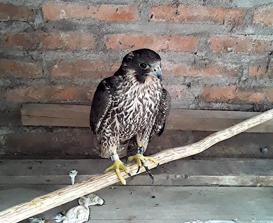 "Pete," a female peregrine falcon hatched and fledged in 2023 from a nest at the We Energies plant in Port Washington, is shown in December as it recovered from injuries it sustained after it migrated to Nicaragua. The bird was found, cared for and released by Missael Sotelo Rizo near Sebaco, Nicaragua.