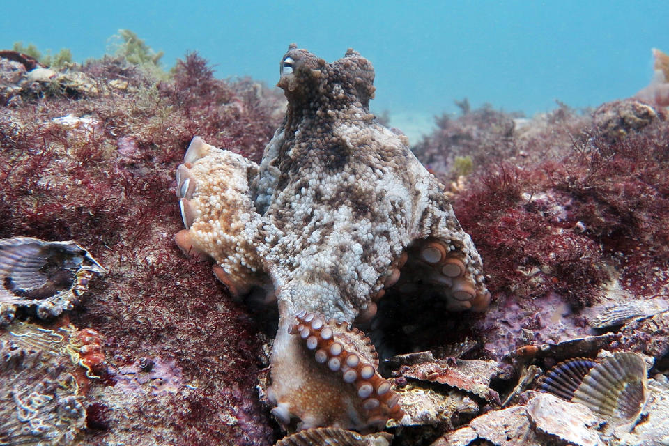 A gloomy octopus. (Photo: Peter Godfrey-Smith)