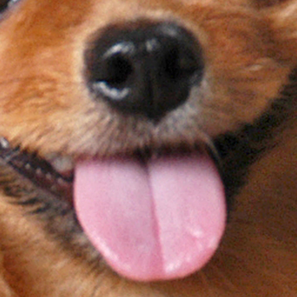 <p>What kind of dog is this bubblegum-pink tongue attached to? </p>