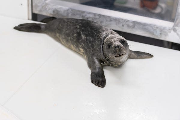 Louis Armstrong, a grey seal pup rescued from Assateague Island National Seashore, continued his rehabilitation at the National Aquarium on March 3, 2022