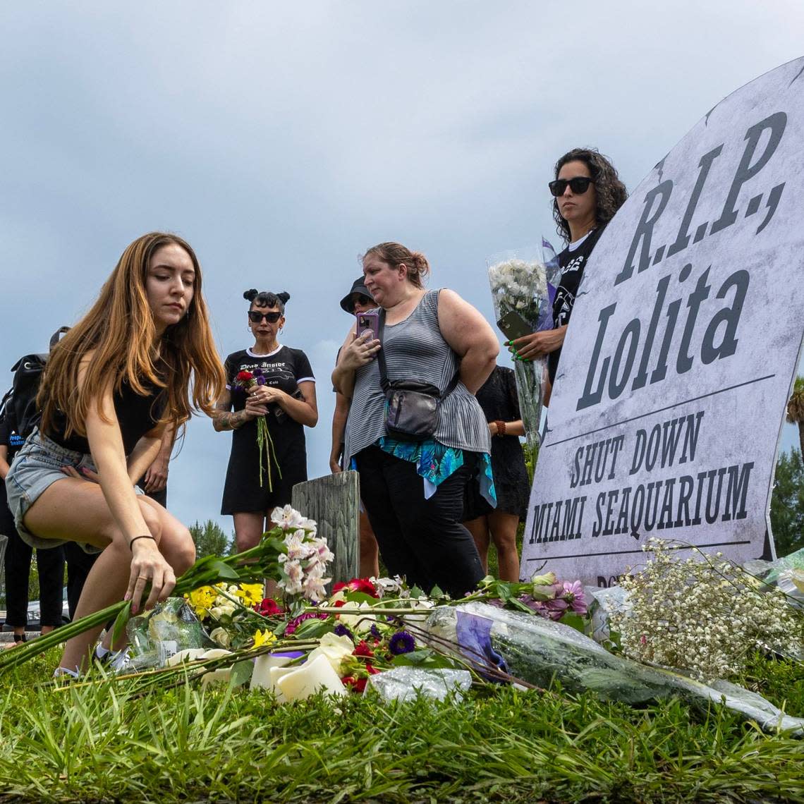 An activist lays down flowers at a makeshift memorial during a vigil hosted by PETA for Lolita the killer whale, also known as Toki, outside Miami Seaquarium in Key Biscayne, Florida, on Saturday, August 19, 2023. Toki died from suspected renal failure on Friday after decades of captivity since the age of four.