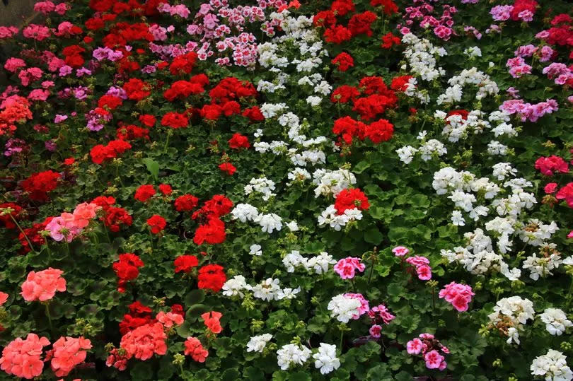 Geraniums are easy to grow and add colour to any garden