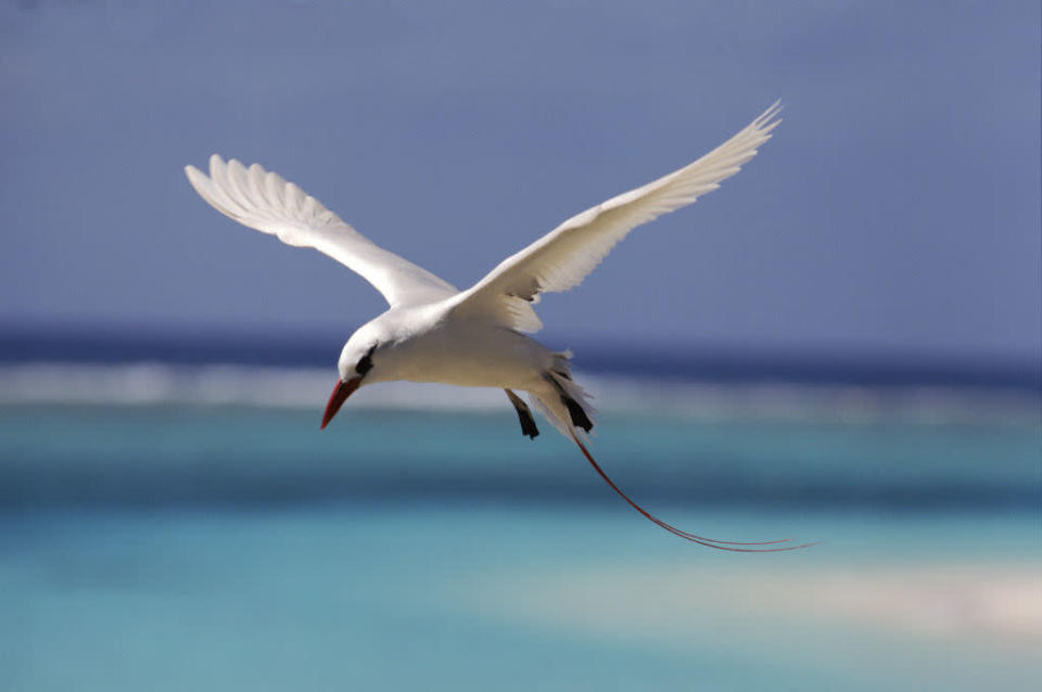 Fliegender Rotschwanz-Tropikvogel Midway Atoll, Pazifischer Ozean © Michael Pitts / Phaethon Rubricauda © Paramount Pictures