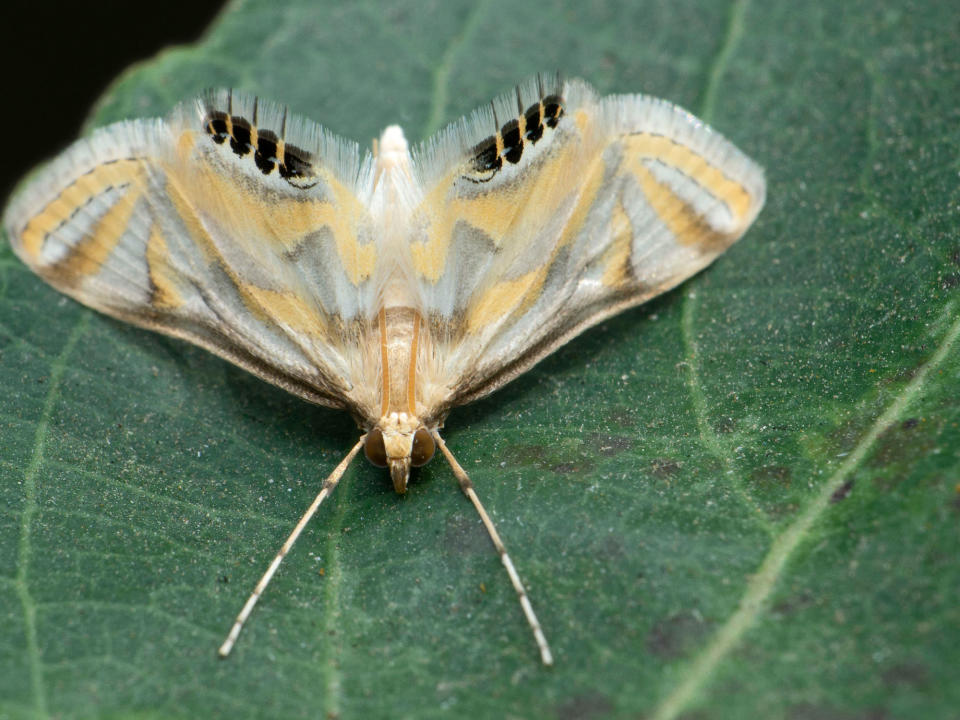 codling moth on leaf