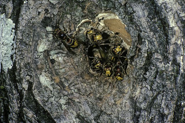 <p>Paul Starosta / Getty Images</p> European hornets nesting in a tree.