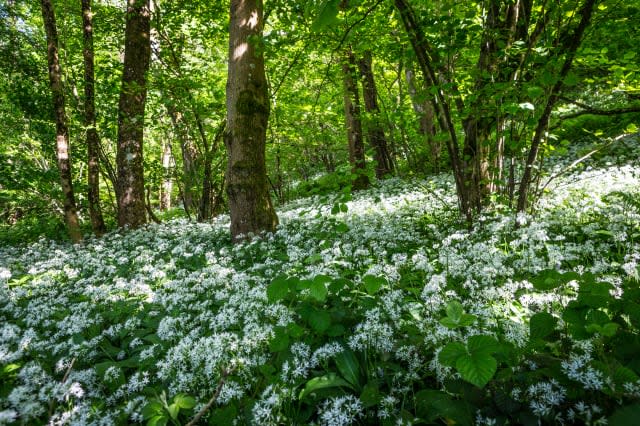 Wild Garlic In The Woods Near Milverton, England