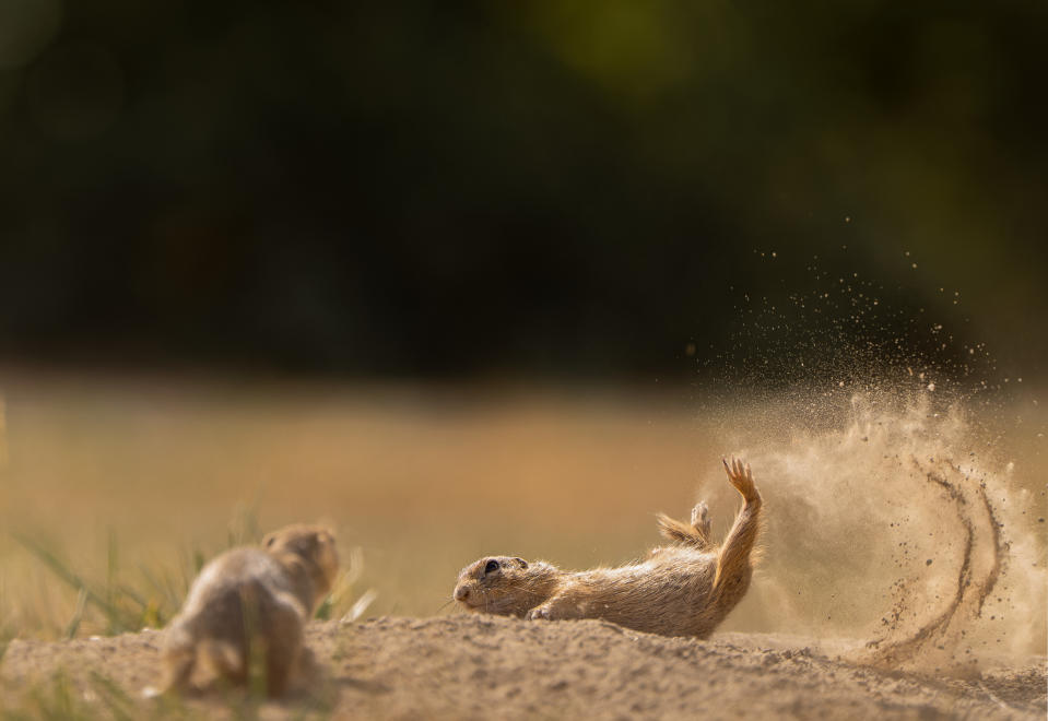 A ground squirrel comes to a crashing flop after jumping high as if trying to fly in Austria. (Tímea Ambrus/Comedy Wildlife 2023)