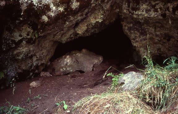 A black bear den.